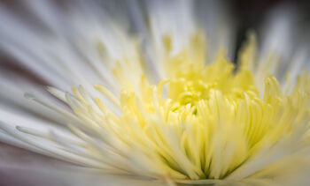 Fleur jaune