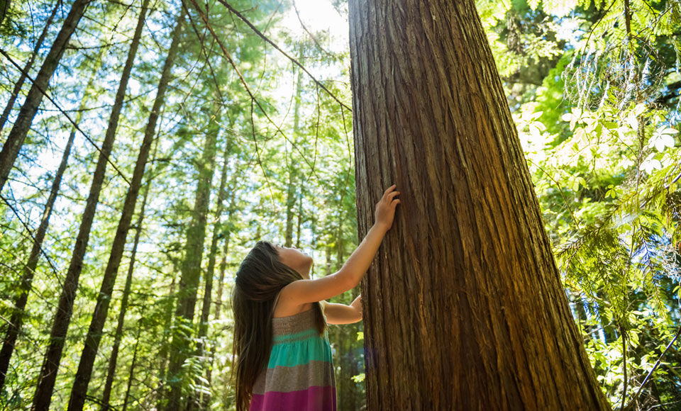 petite fille qui entoure un arbre avec ses bras dans une forêt