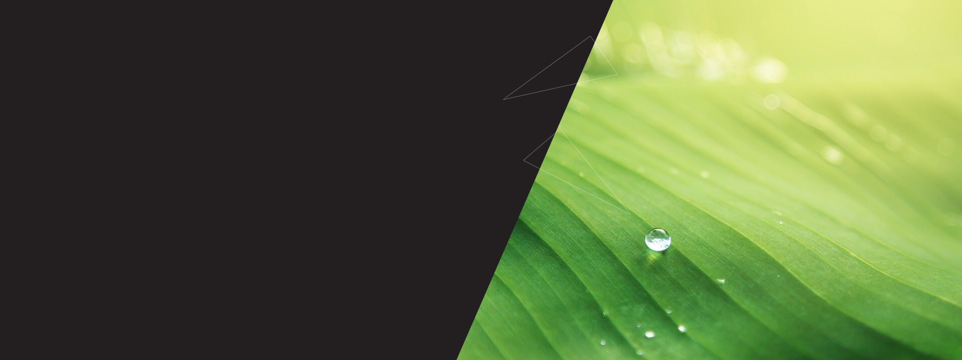 Feuille verte avec des gouttes d'eau