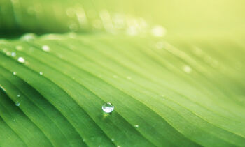 Feuille verte goutte d'eau - offre green