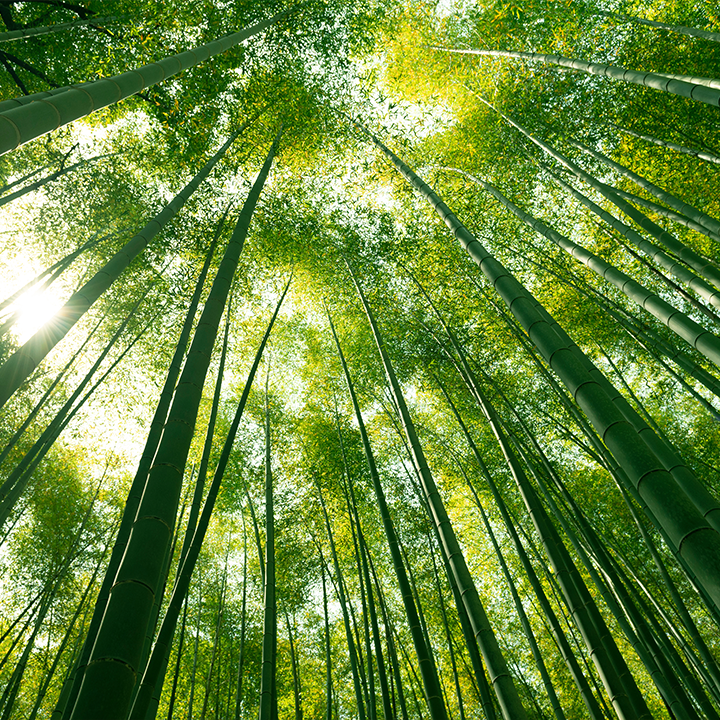 Arbres verts en foret