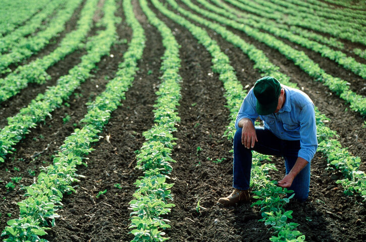 agriculteur champ r&eacute;colte