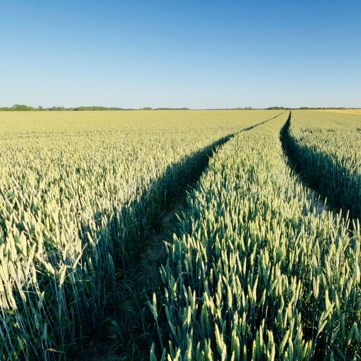 champ agriculture exploitation agricole