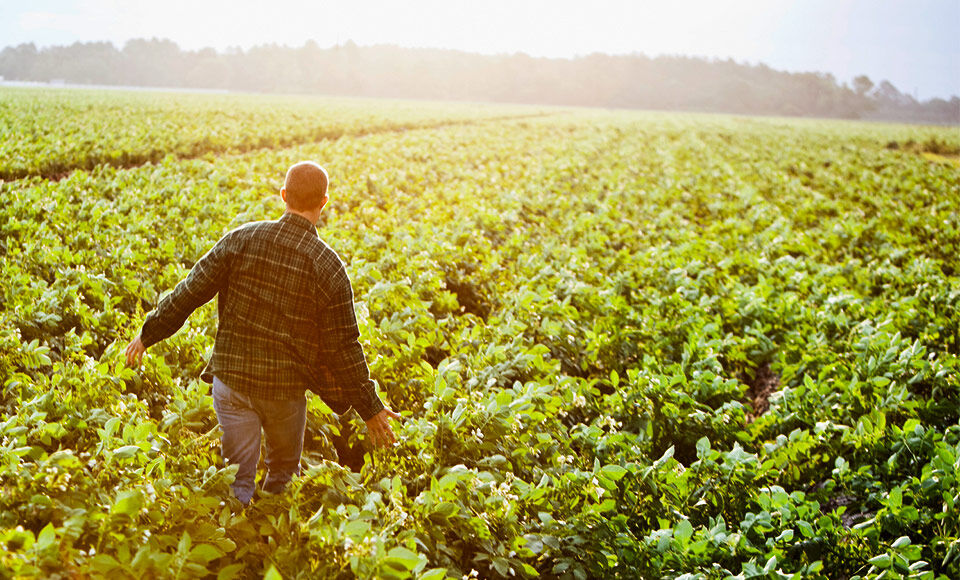 homme champ agriculture exploitation
