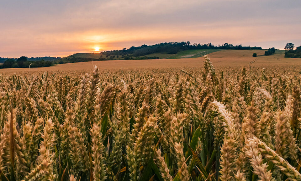 champ agriculture exploitation agricole