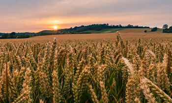 champ agriculture exploitation agricole