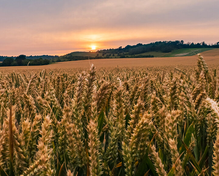 champ agriculture exploitation agricole