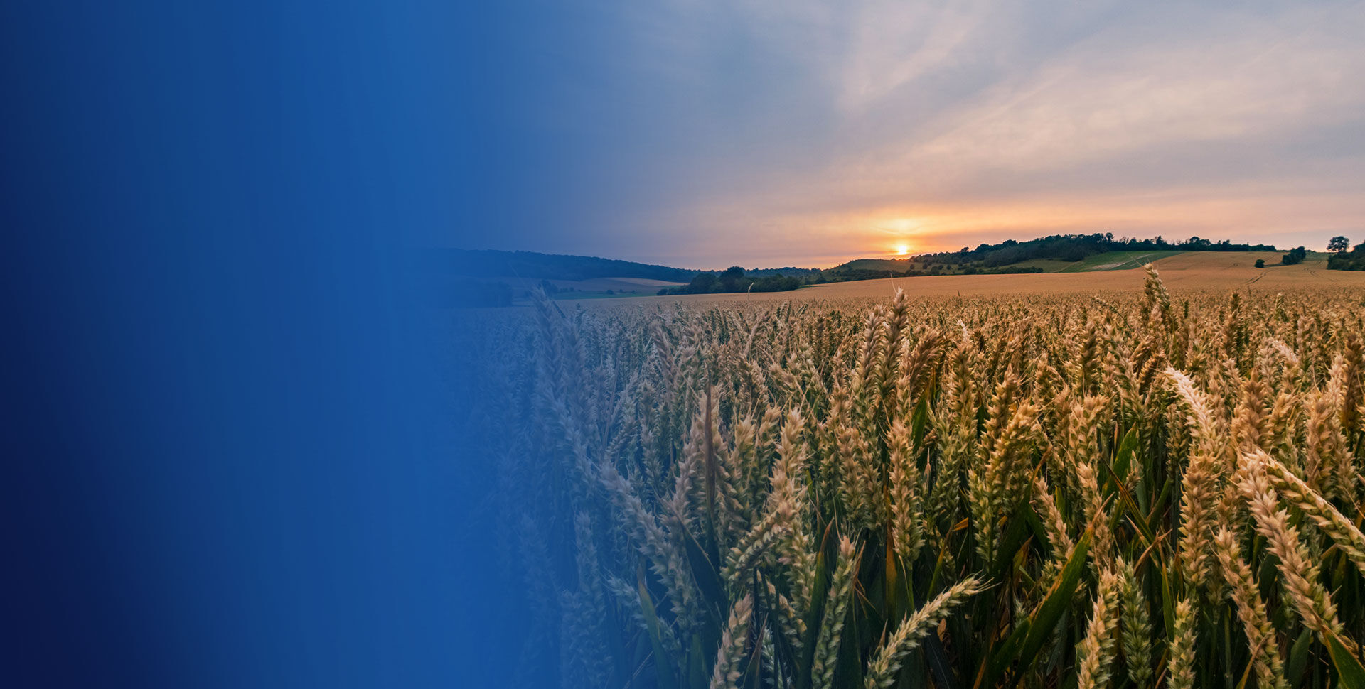 champ agriculture exploitation agricole