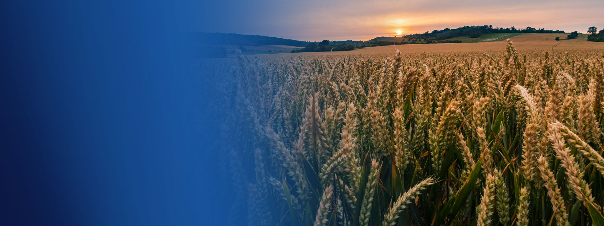 champ agriculture exploitation agricole