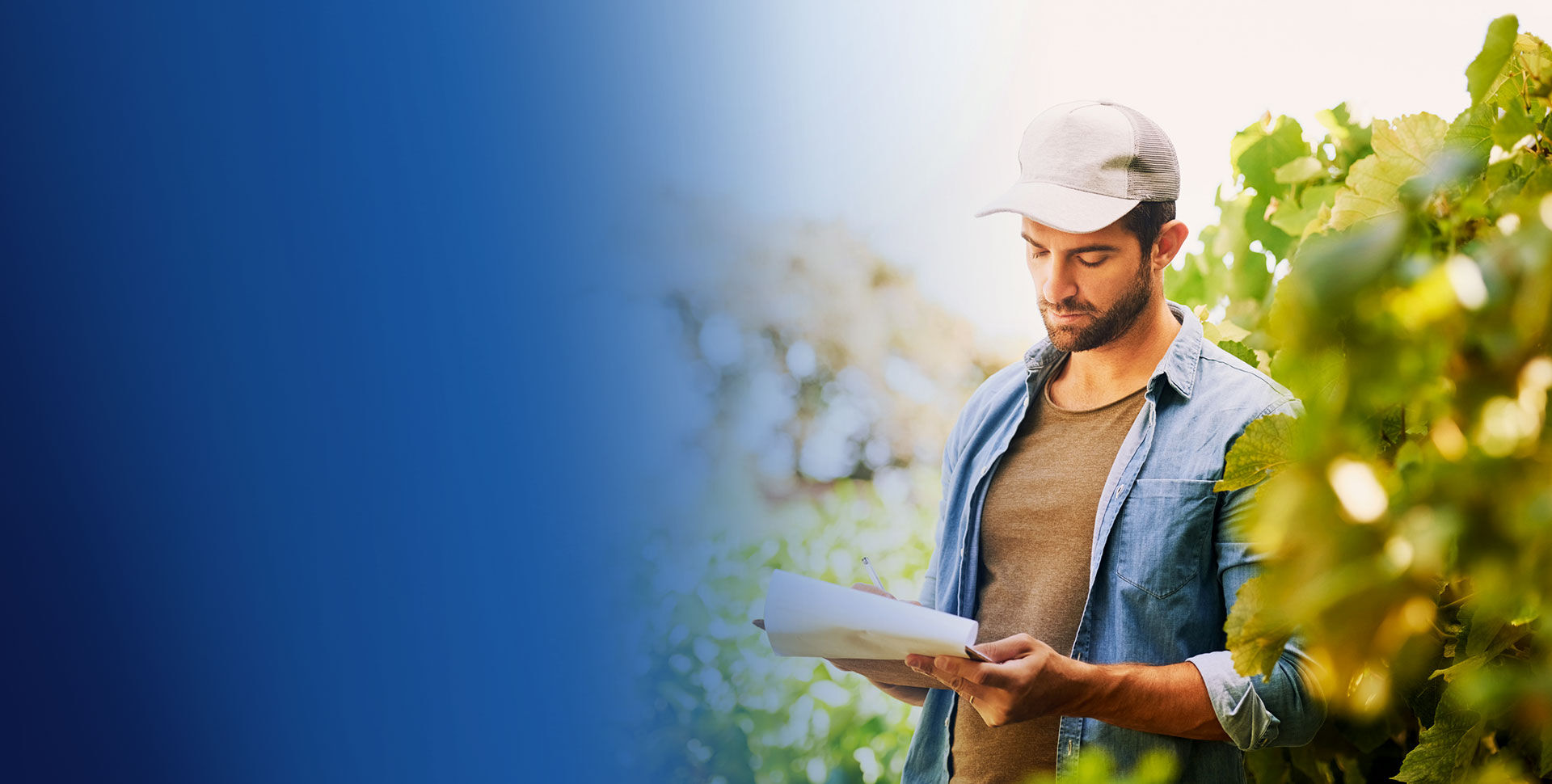 agriculture viticulture homme vignes