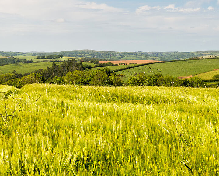 agriculture champ exploitation agricole