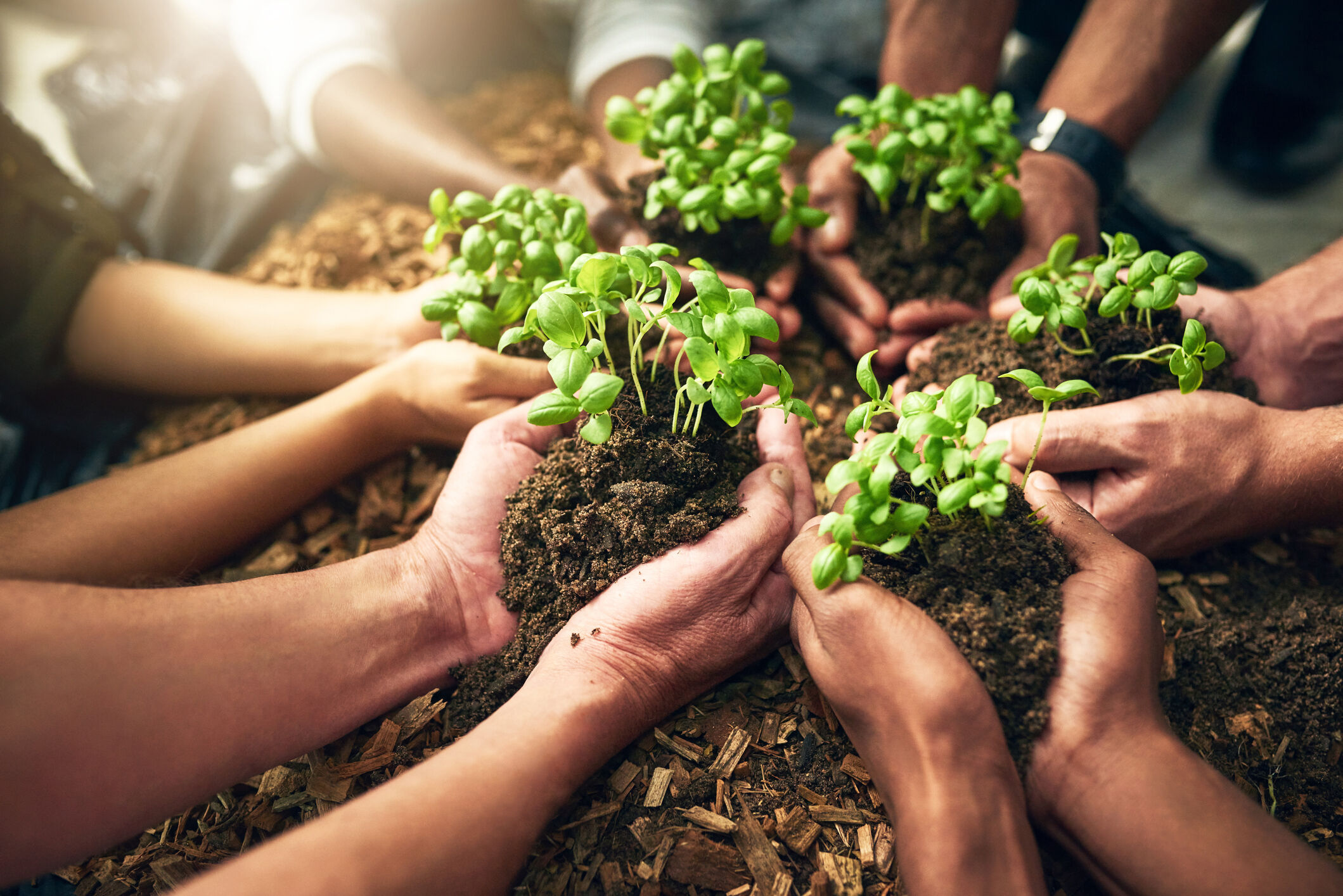 Capture en grand angle d'un groupe de personnes m&eacute;connaissables tenant des plantes poussant dans le sol