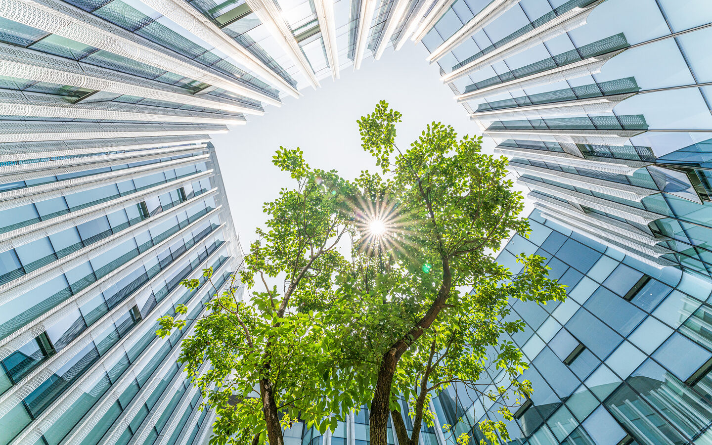 ville building vue plongée arbre