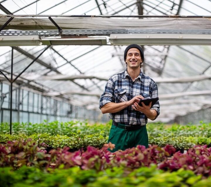 professionnel circuits courts homme salade laitue