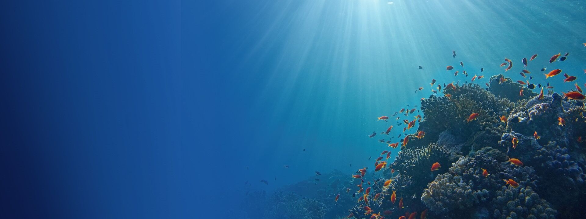 fonds marins oc&eacute;ans poissons