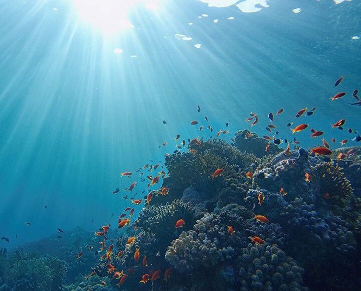 fonds marins oc&eacute;ans poissons